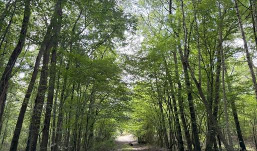 Photo #31 of Off of Lewis Coombs Ln, Trenton, NC 26.8 acres