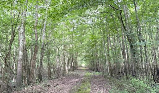 Photo #32 of Off of Lewis Coombs Ln, Trenton, NC 26.8 acres
