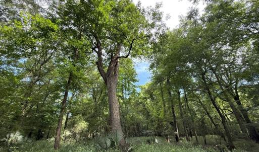 Photo #34 of Off of Lewis Coombs Ln, Trenton, NC 26.8 acres
