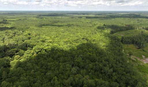 Photo #8 of Off of Lewis Coombs Ln, Trenton, NC 26.8 acres