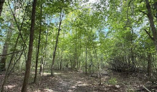 Photo #41 of Off of Lewis Coombs Ln, Trenton, NC 26.8 acres