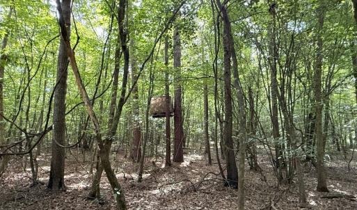 Photo #42 of Off of Lewis Coombs Ln, Trenton, NC 26.8 acres