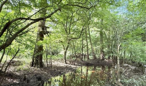 Photo #44 of Off of Lewis Coombs Ln, Trenton, NC 26.8 acres