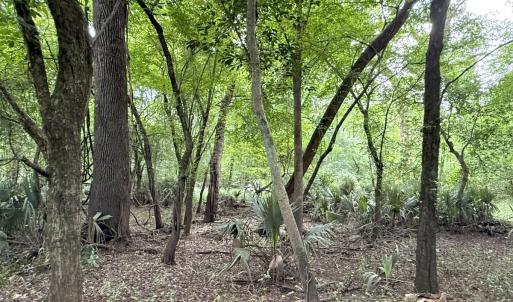 Photo #52 of Off of Lewis Coombs Ln, Trenton, NC 26.8 acres