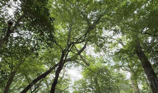 Photo #53 of Off of Lewis Coombs Ln, Trenton, NC 26.8 acres