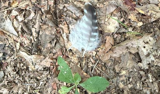 Photo #55 of Off of Lewis Coombs Ln, Trenton, NC 26.8 acres