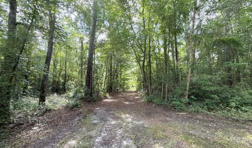 Photo #57 of Off of Lewis Coombs Ln, Trenton, NC 26.8 acres