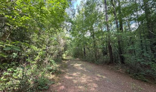 Photo #60 of Off of Lewis Coombs Ln, Trenton, NC 26.8 acres