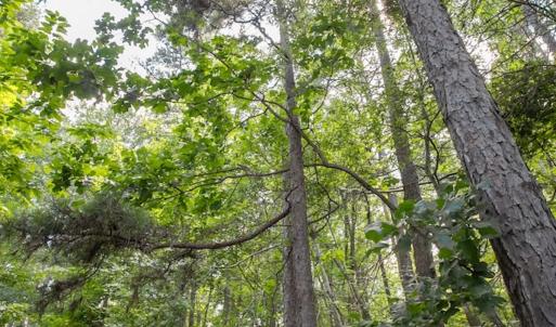 Photo #27 of Off Stone Drive, Roxboro, NC 40.8 acres