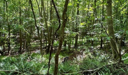 Photo #37 of Off Stone Drive, Roxboro, NC 40.8 acres