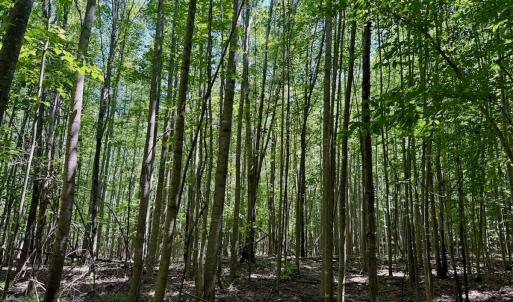 Photo #38 of Off Stone Drive, Roxboro, NC 40.8 acres