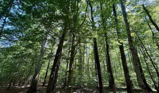 Photo #39 of Off Stone Drive, Roxboro, NC 40.8 acres