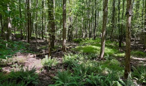 Photo #40 of Off Stone Drive, Roxboro, NC 40.8 acres