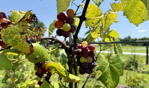 Photo #82 of 1020 Albrittons Road, Kinston, NC 33.0 acres