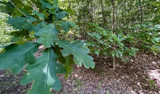 Photo #42 of Off Stewartsville Rd , Vinton, VA 17.5 acres