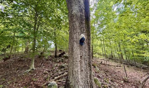 Photo #43 of Off Stewartsville Rd , Vinton, VA 17.5 acres