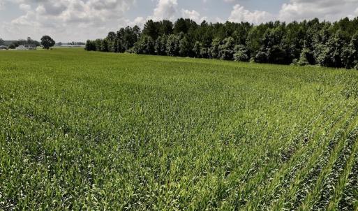 Photo #19 of 01 Vandiford Thomas Road, Snow Hill, NC 10.9 acres