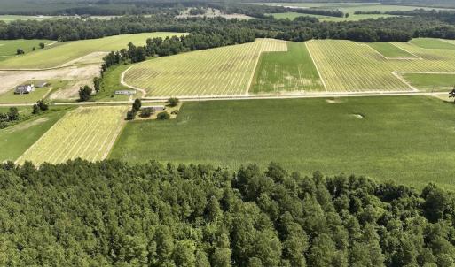 Photo #10 of 01 Vandiford Thomas Road, Snow Hill, NC 10.9 acres
