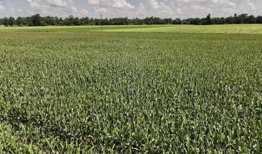 Photo #12 of 02 Vandiford Thomas Road, Snow Hill, NC 10.9 acres