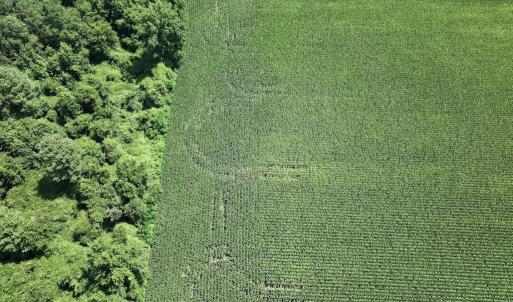 Photo #13 of 03 Albritton Road , Snow Hill, NC 11.4 acres