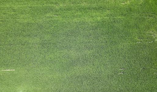 Photo #14 of 03 Albritton Road , Snow Hill, NC 11.4 acres