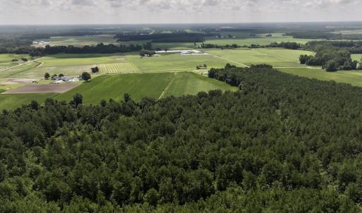 Photo #19 of 03 Albritton Road , Snow Hill, NC 11.4 acres