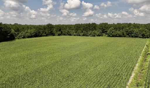 Photo #17 of 04 Albritton Road, Snow Hill, NC 10.9 acres