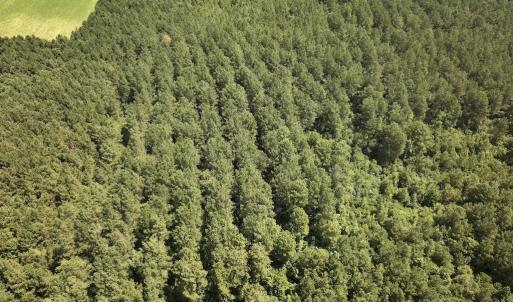 Photo #23 of 04 Albritton Road, Snow Hill, NC 10.9 acres
