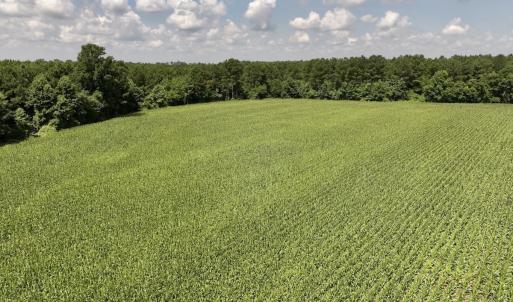 Photo #19 of 05 Albritton Road, Snow Hill, NC 16.6 acres