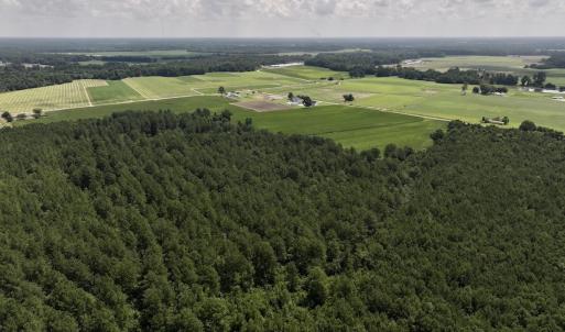 Photo #6 of 05 Albritton Road, Snow Hill, NC 16.6 acres