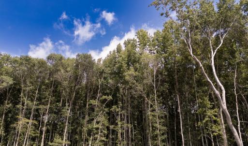 Photo #22 of Off Courthouse Road, Waverly, VA 50.0 acres