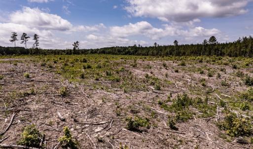 Photo #24 of Off Courthouse Road, Waverly, VA 50.0 acres