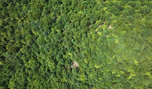 Photo #16 of Off  Johnson Farm Road, Kenly, NC 130.1 acres