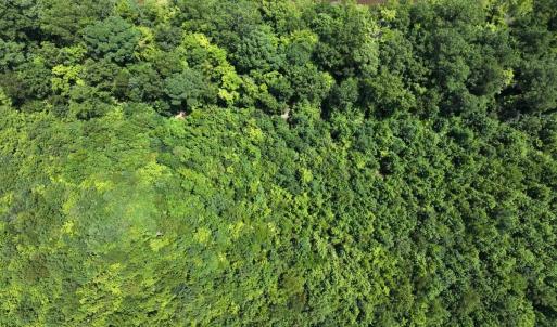 Photo #25 of Off  Johnson Farm Road, Kenly, NC 130.1 acres