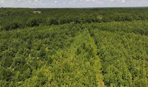 Photo #28 of Off  Johnson Farm Road, Kenly, NC 130.1 acres