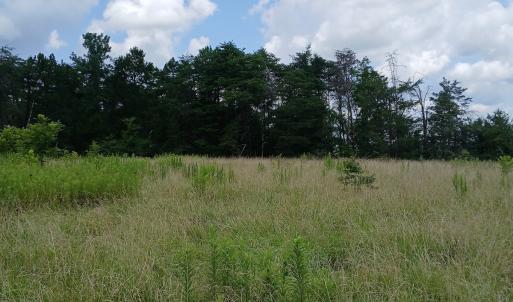 Photo #8 of 6175 NC Hwy 86S, Yanceyville, NC 4.2 acres