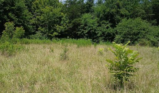 Photo #9 of 6175 NC Hwy 86S, Yanceyville, NC 4.2 acres