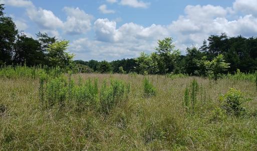 Photo #10 of 6175 NC Hwy 86S, Yanceyville, NC 4.2 acres