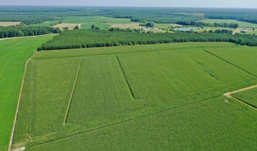 Photo #20 of Off Savage Rd, Corapeak, NC 151.0 acres
