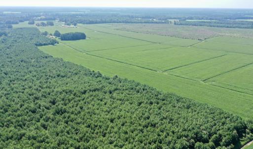 Photo #26 of Off Savage Rd, Corapeak, NC 151.0 acres