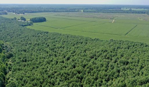Photo #30 of Off Savage Rd, Corapeak, NC 151.0 acres