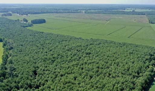 Photo #51 of Off Savage Rd, Corapeak, NC 151.0 acres
