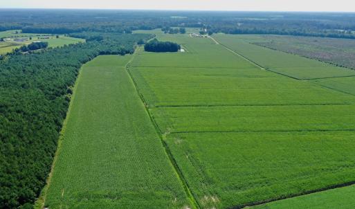 Photo #52 of Off Savage Rd, Corapeak, NC 151.0 acres