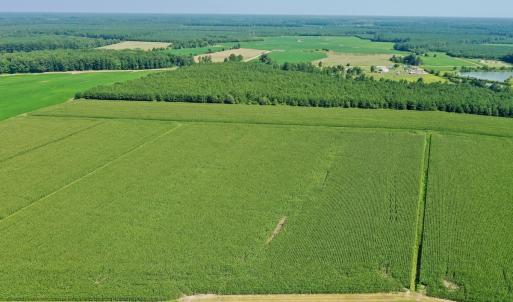 Photo #53 of Off Savage Rd, Corapeak, NC 151.0 acres