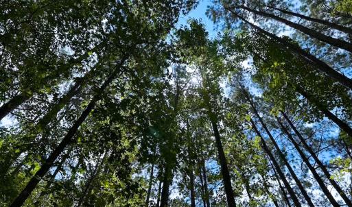 Photo #41 of 4373 Newville Rd , Waverly, VA 24.0 acres