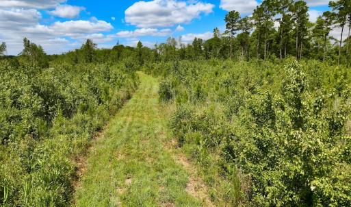 Photo #12 of 1115 WILMAR RD, vanceboro, NC 166.0 acres