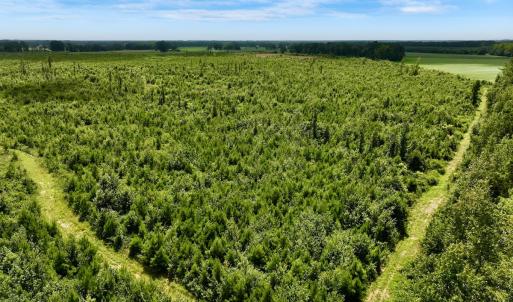 Photo #14 of 1115 WILMAR RD, vanceboro, NC 166.0 acres