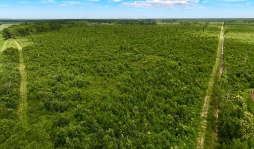 Photo #15 of 1115 WILMAR RD, vanceboro, NC 166.0 acres