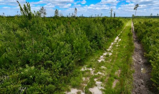 Photo #19 of 1115 WILMAR RD, vanceboro, NC 166.0 acres