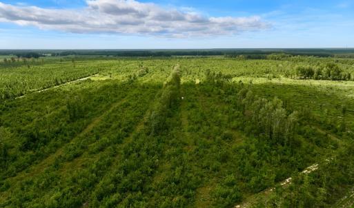Photo #4 of 1115 WILMAR RD, vanceboro, NC 166.0 acres
